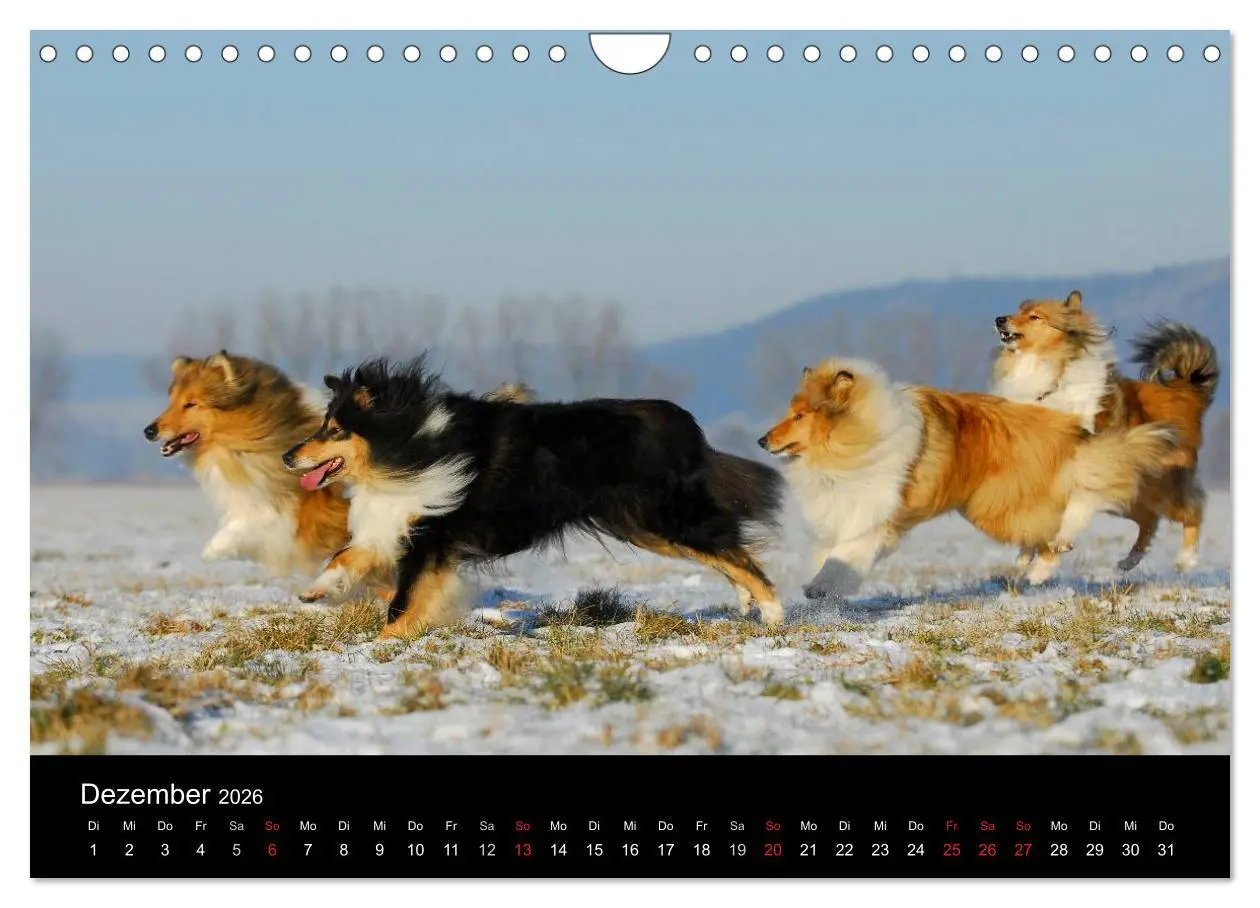 Bild: 9783516169379 | Faszination Collie 2026 (Wandkalender 2026 DIN A4 quer), CALVENDO...
