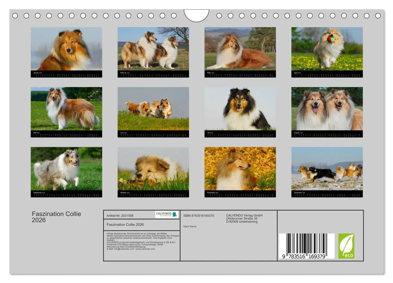 Bild: 9783516169379 | Faszination Collie 2026 (Wandkalender 2026 DIN A4 quer), CALVENDO...