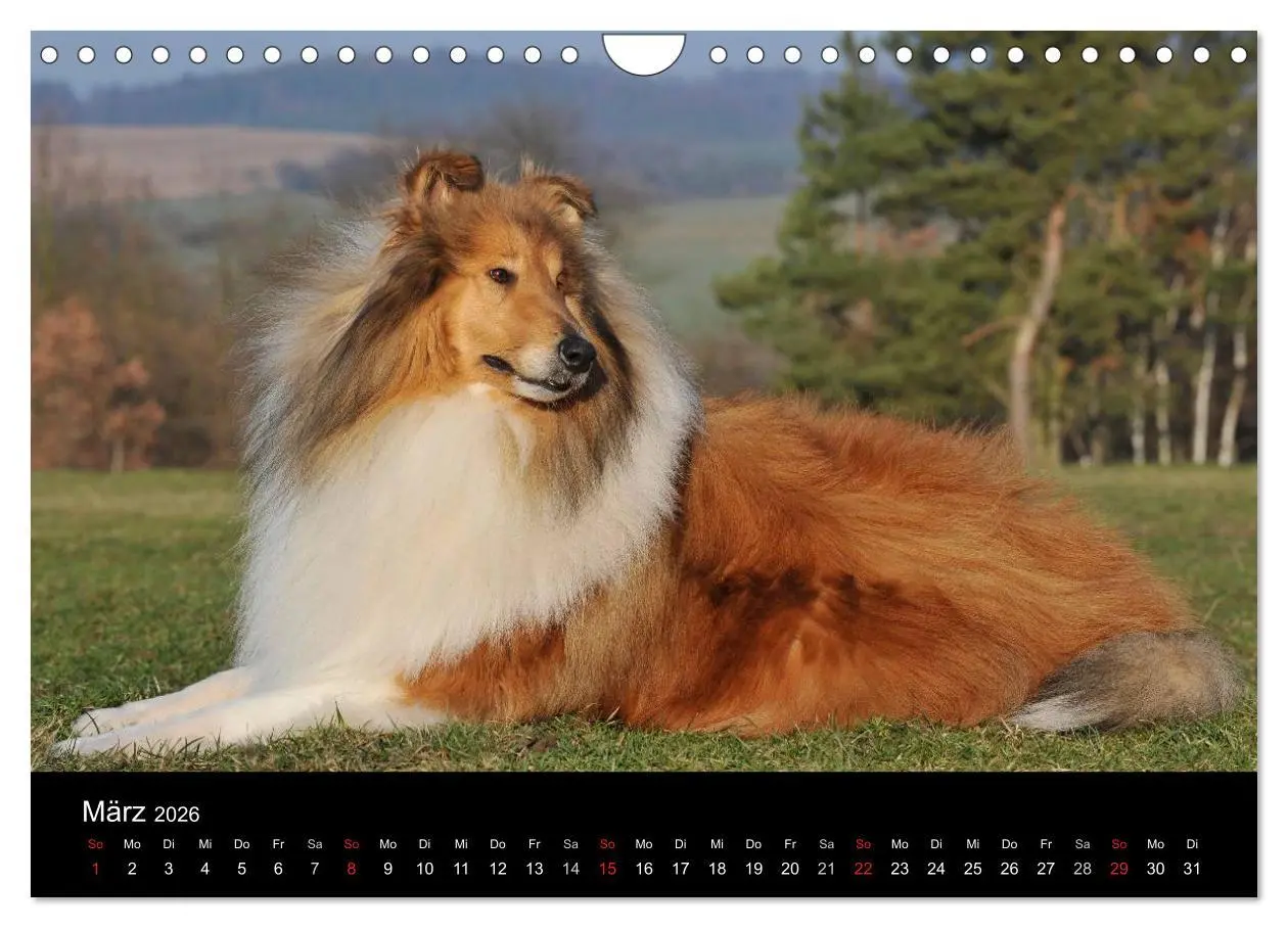 Bild: 9783516169379 | Faszination Collie 2026 (Wandkalender 2026 DIN A4 quer), CALVENDO...