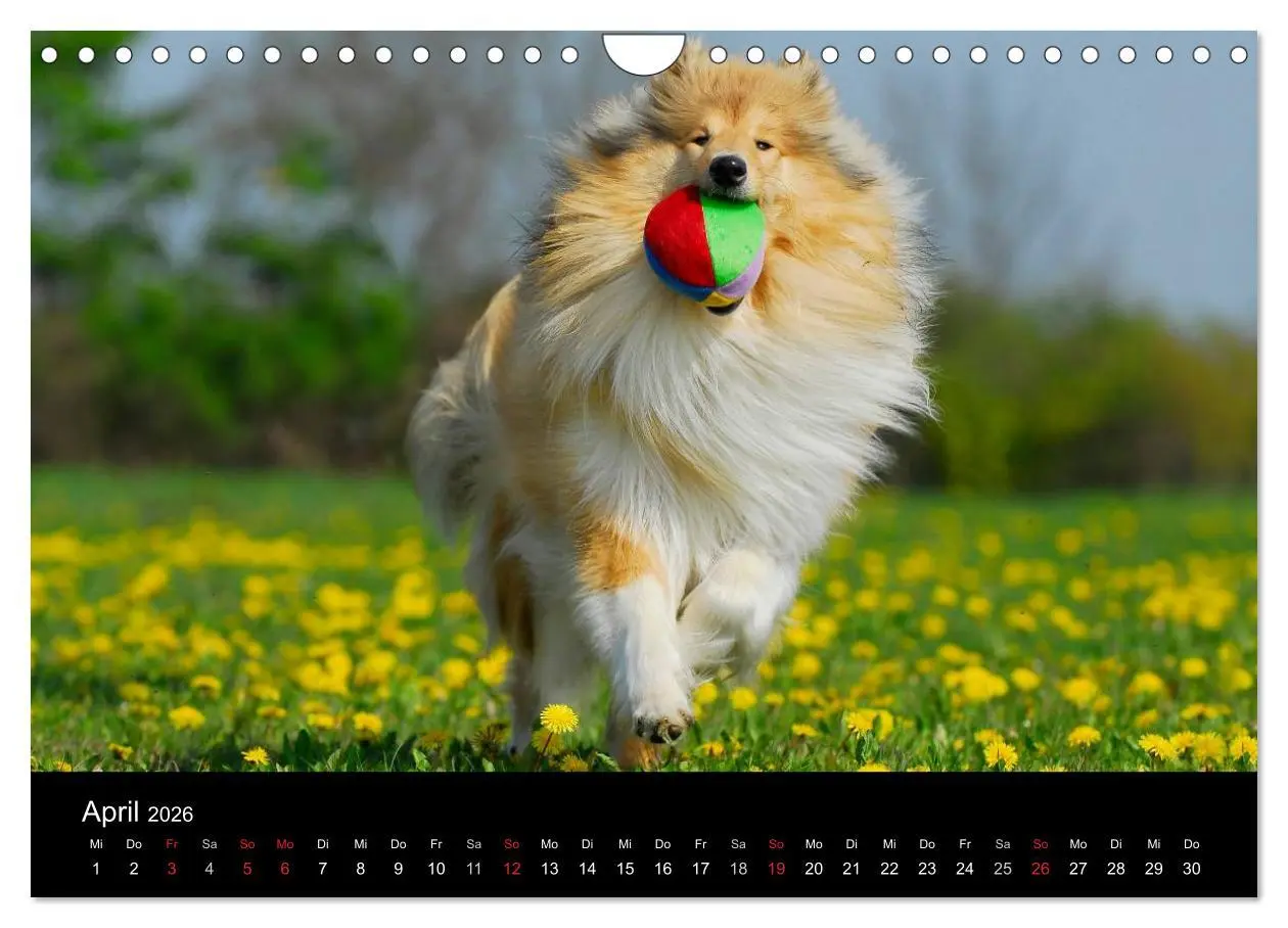 Bild: 9783516169379 | Faszination Collie 2026 (Wandkalender 2026 DIN A4 quer), CALVENDO...
