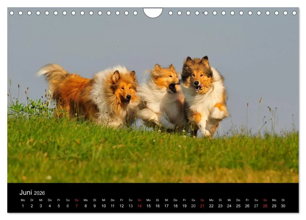 Bild: 9783516169379 | Faszination Collie 2026 (Wandkalender 2026 DIN A4 quer), CALVENDO...