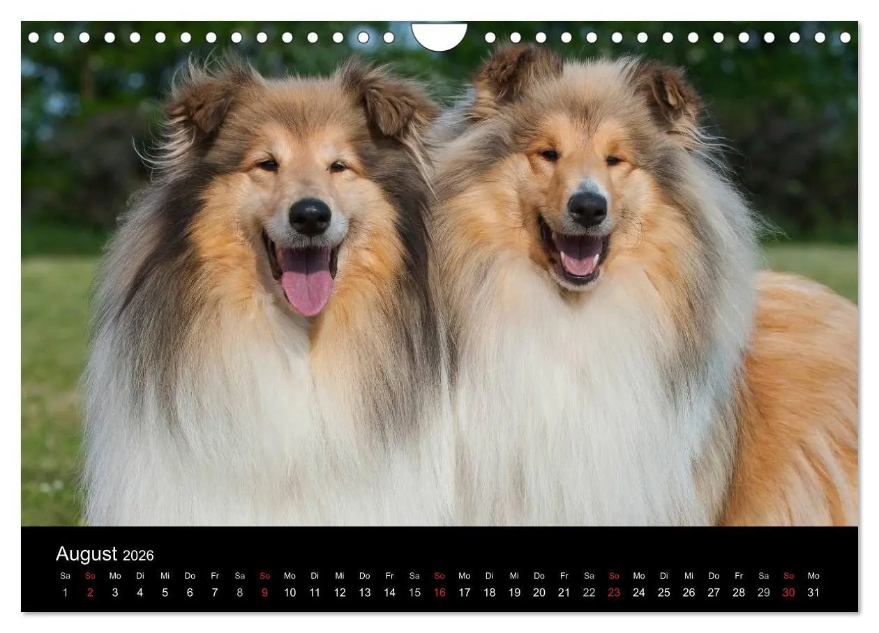 Bild: 9783516169379 | Faszination Collie 2026 (Wandkalender 2026 DIN A4 quer), CALVENDO...