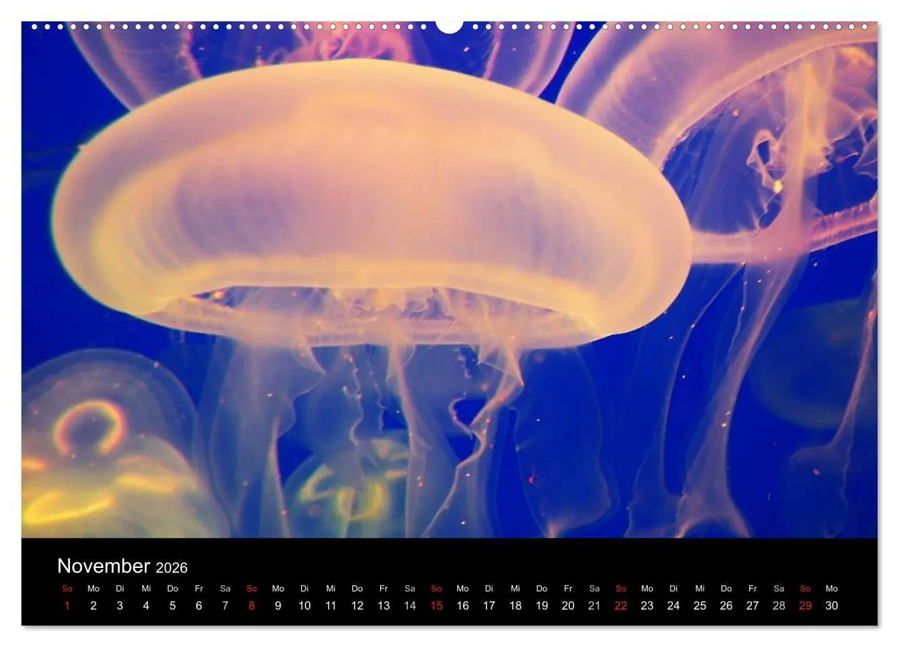 Bild: 9783516239379 | Quallen ¿ Ätherische Wunderwesen (Wandkalender 2026 DIN A2 quer),...