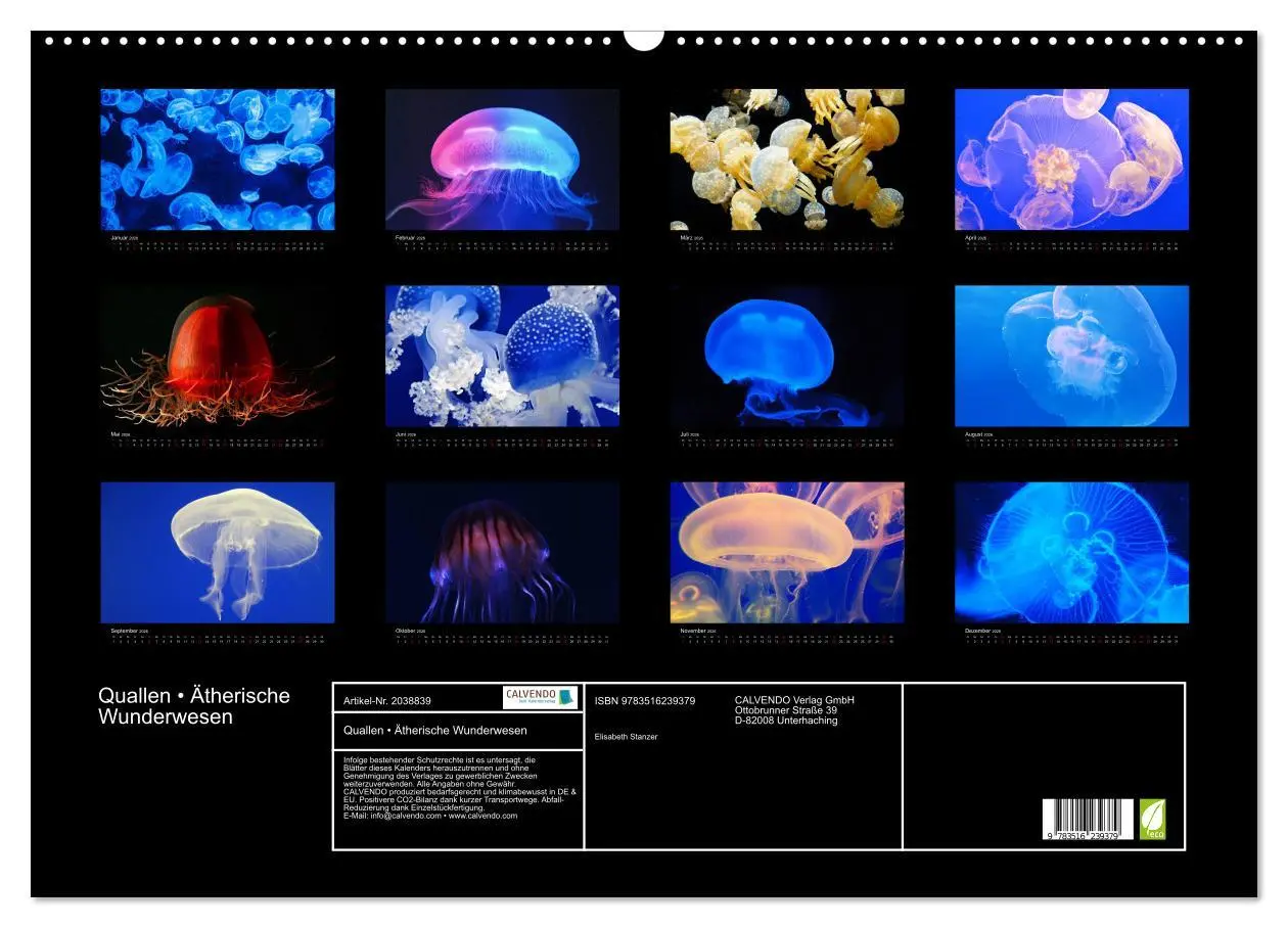Bild: 9783516239379 | Quallen ¿ Ätherische Wunderwesen (Wandkalender 2026 DIN A2 quer),...