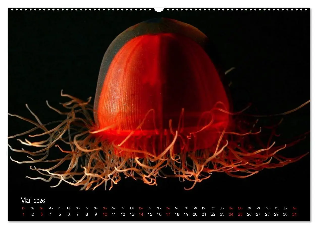 Bild: 9783516239379 | Quallen ¿ Ätherische Wunderwesen (Wandkalender 2026 DIN A2 quer),...