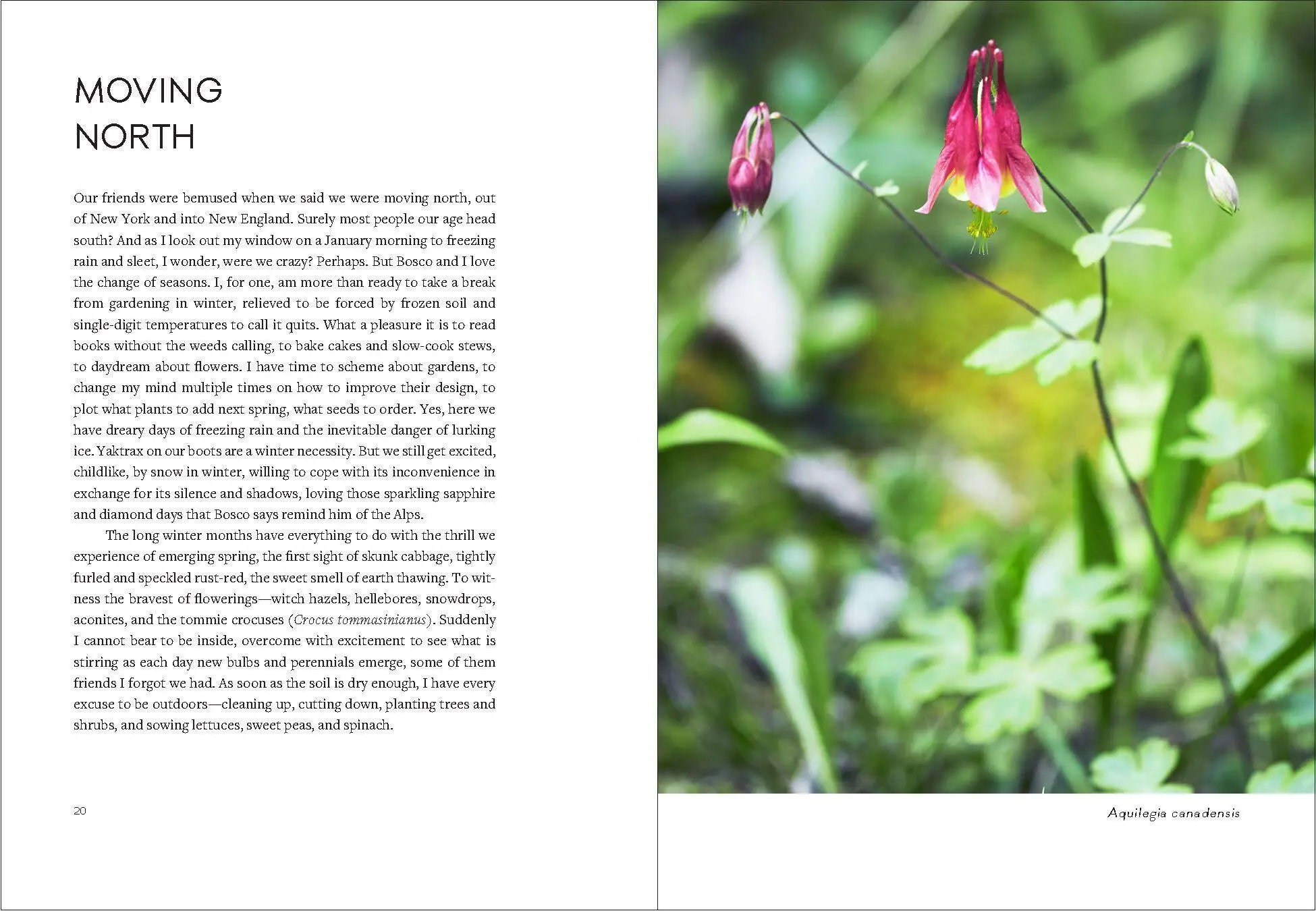 Bild: 9781604699579 | Uprooted | A Gardener Reflects on Beginning Again | Page Dickey | Buch