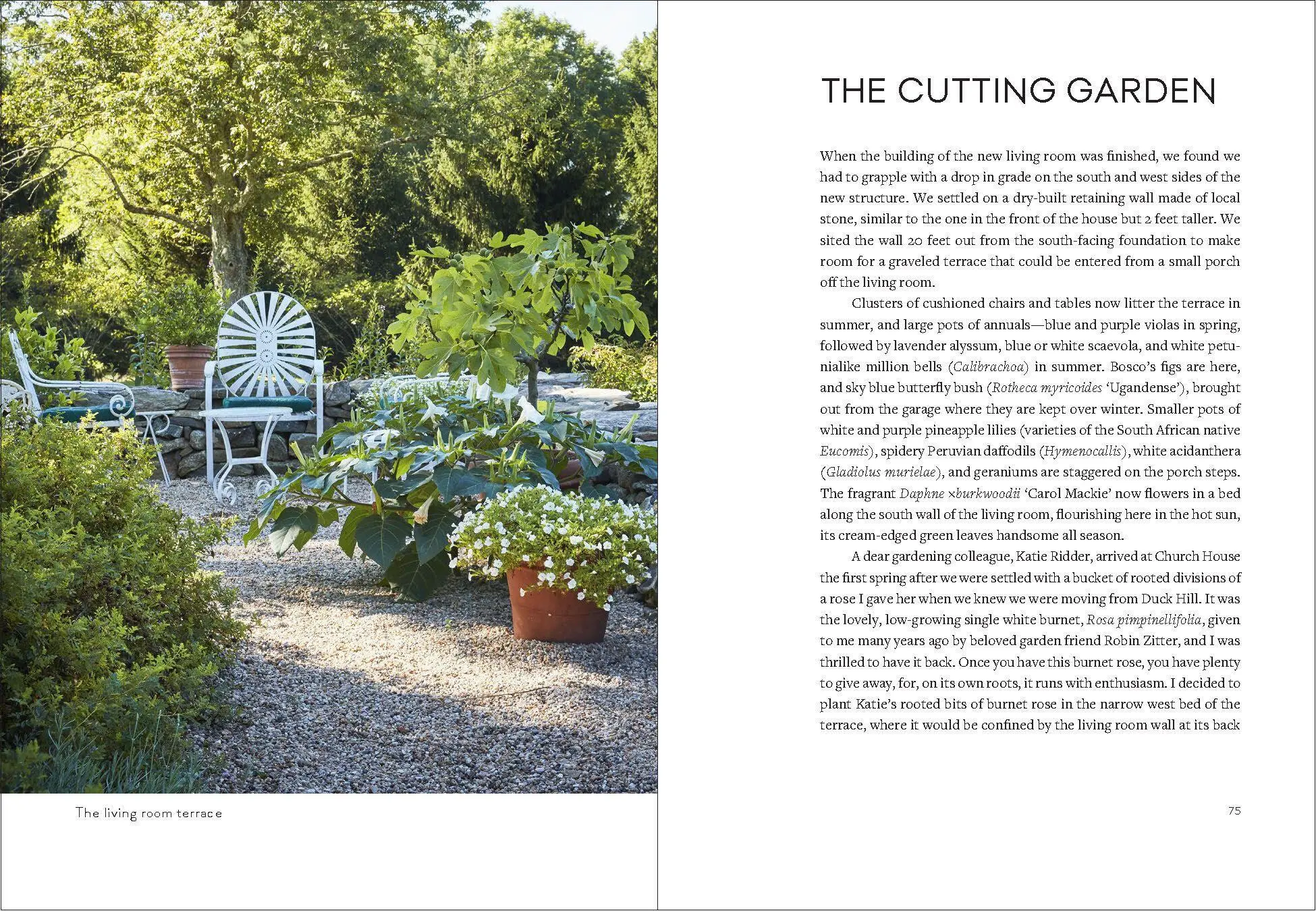 Bild: 9781604699579 | Uprooted | A Gardener Reflects on Beginning Again | Page Dickey | Buch
