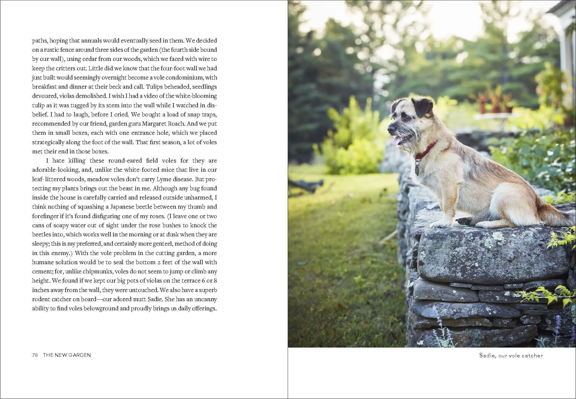 Bild: 9781604699579 | Uprooted | A Gardener Reflects on Beginning Again | Page Dickey | Buch