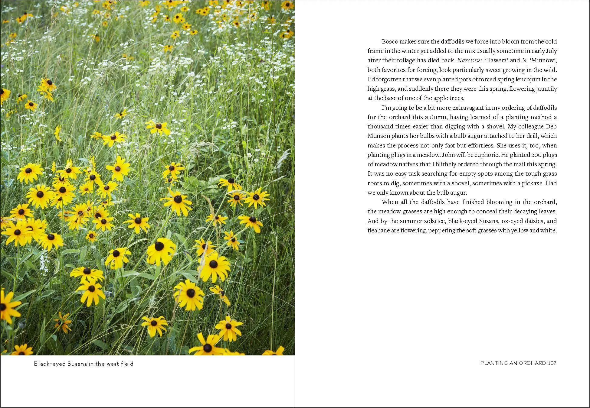 Bild: 9781604699579 | Uprooted | A Gardener Reflects on Beginning Again | Page Dickey | Buch