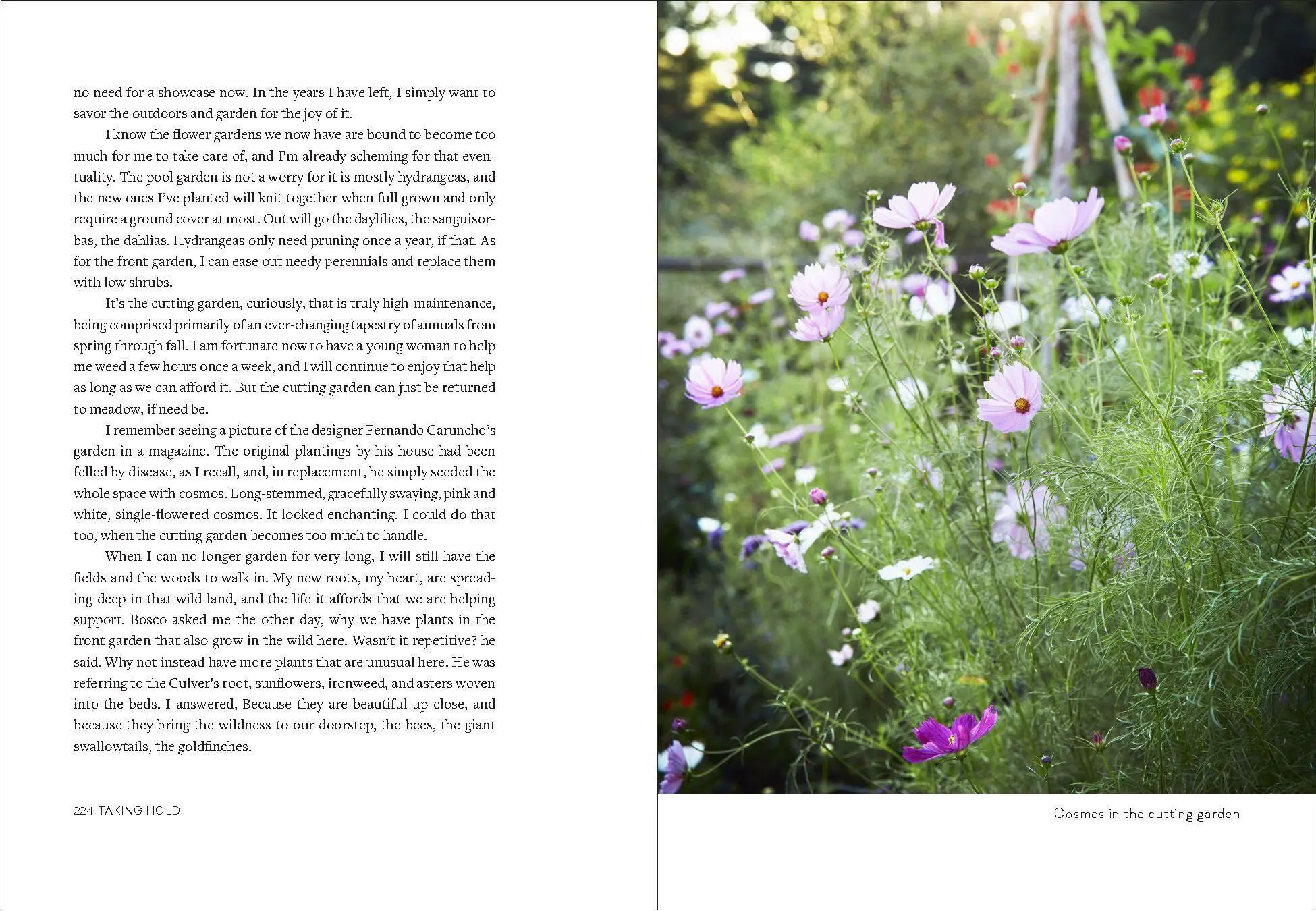 Bild: 9781604699579 | Uprooted | A Gardener Reflects on Beginning Again | Page Dickey | Buch