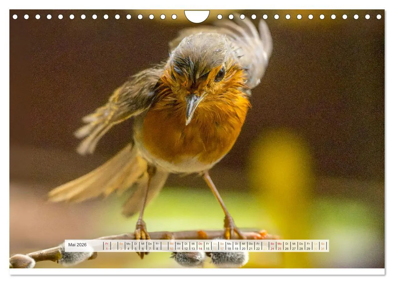 Bild: 9783457269879 | Rotkehlchen, die niedlichen Federkugeln (Wandkalender 2026 DIN A4...