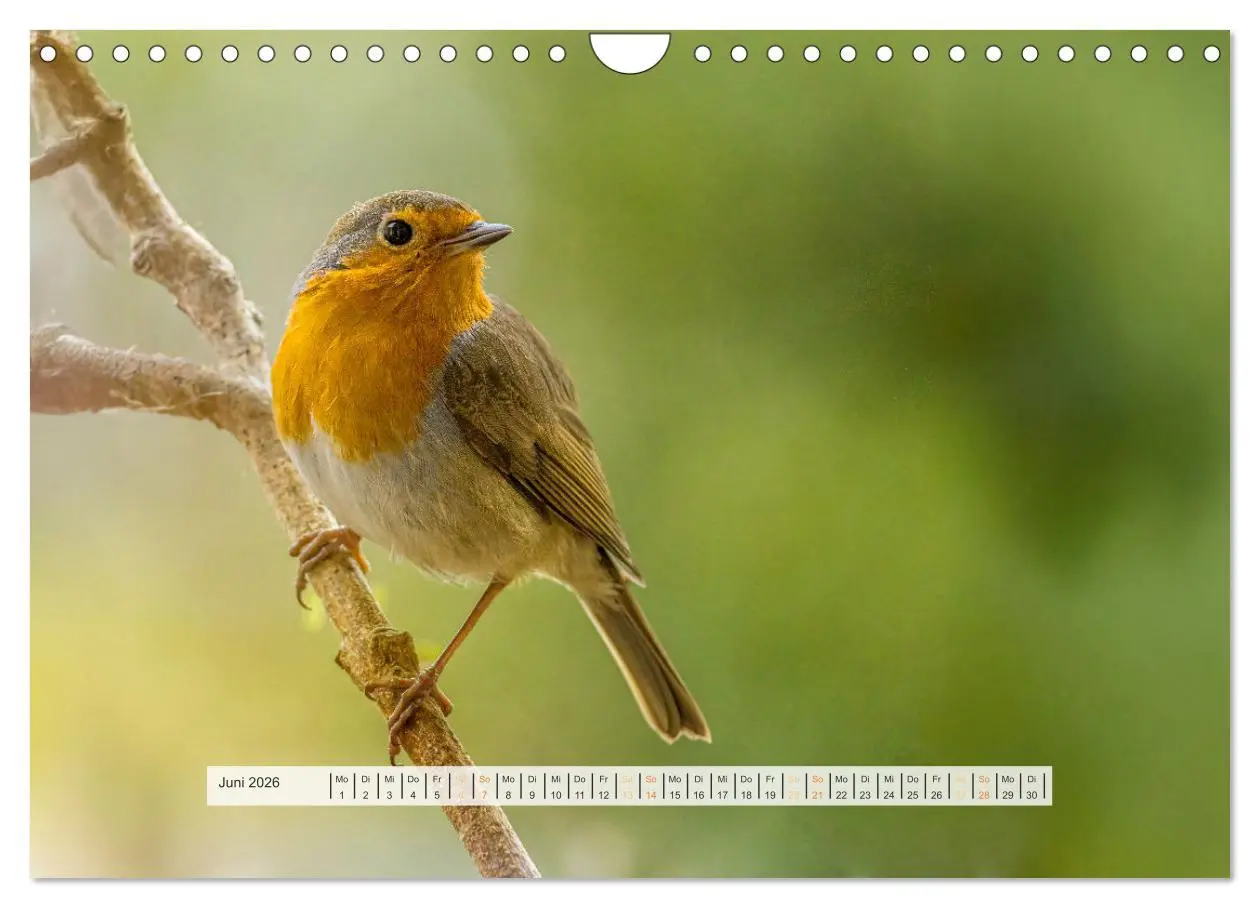 Bild: 9783457269879 | Rotkehlchen, die niedlichen Federkugeln (Wandkalender 2026 DIN A4...