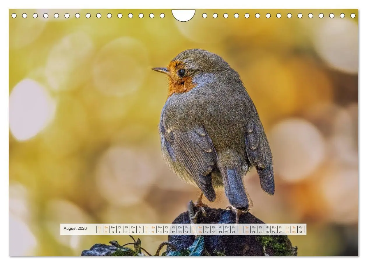 Bild: 9783457269879 | Rotkehlchen, die niedlichen Federkugeln (Wandkalender 2026 DIN A4...