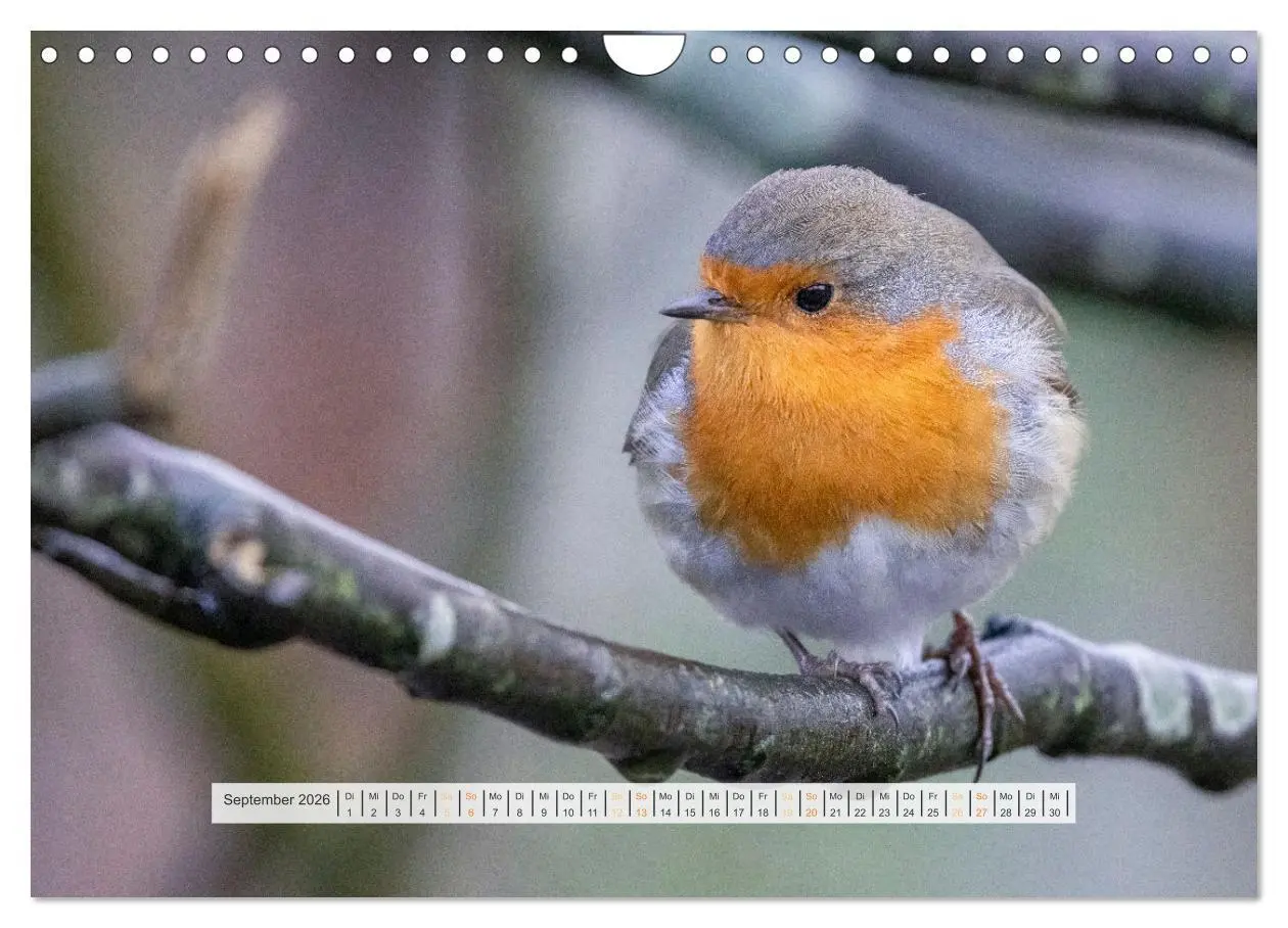 Bild: 9783457269879 | Rotkehlchen, die niedlichen Federkugeln (Wandkalender 2026 DIN A4...