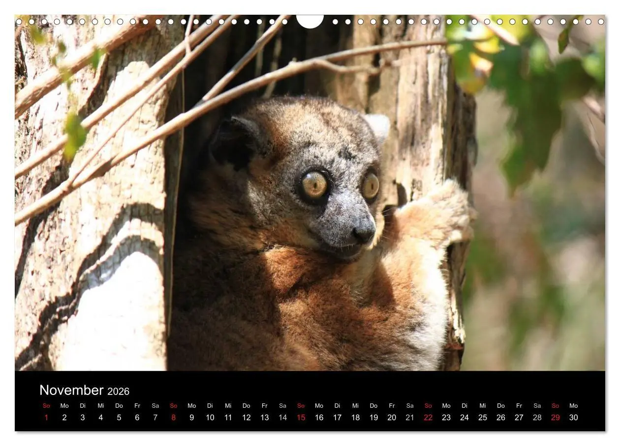 Bild: 9783457959879 | Abenteuer Madagaskar (Wandkalender 2026 DIN A3 quer), CALVENDO...