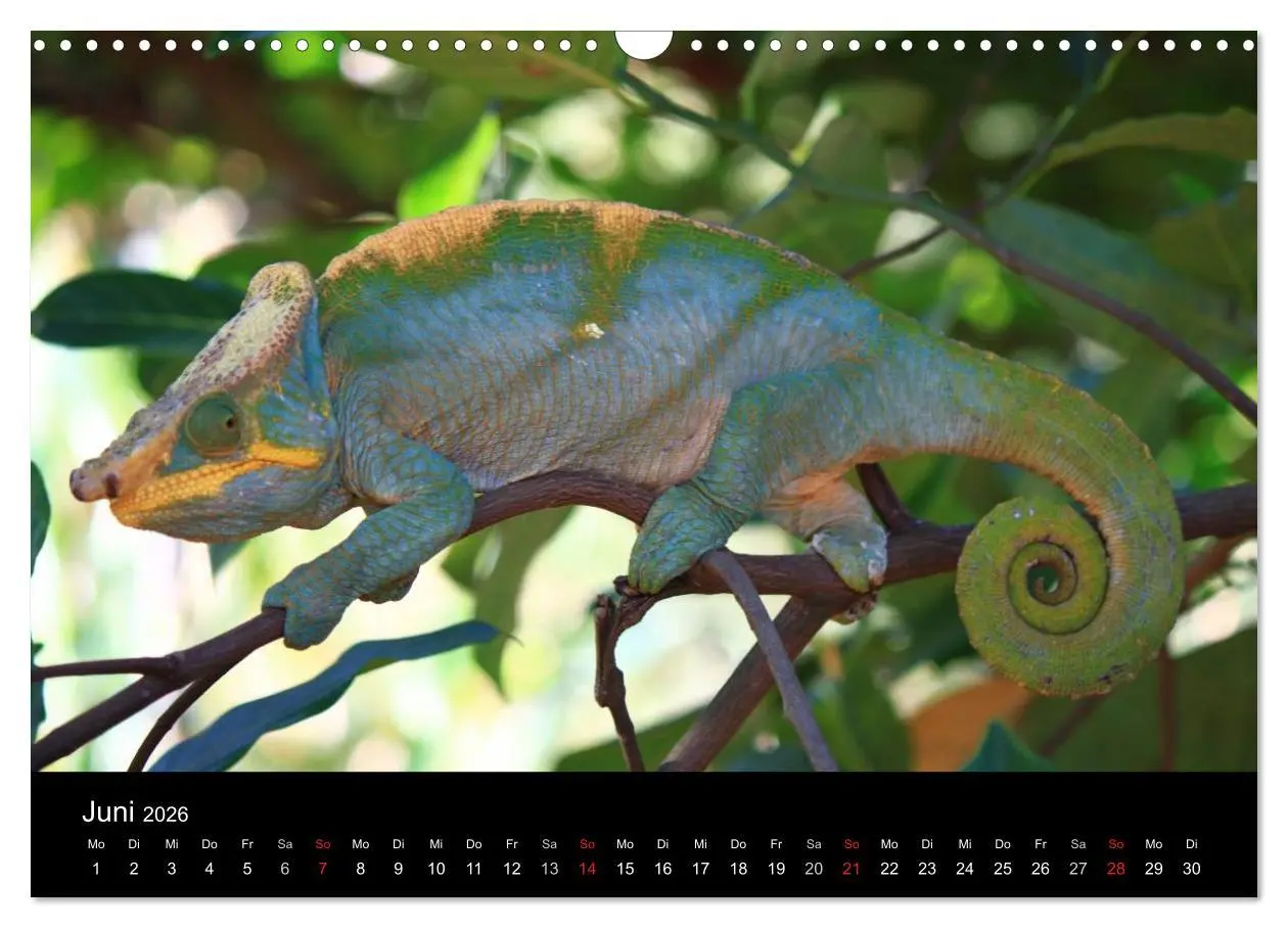 Bild: 9783457959879 | Abenteuer Madagaskar (Wandkalender 2026 DIN A3 quer), CALVENDO...
