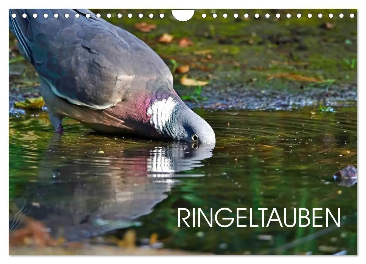 Cover: 9783569519879 | Ringeltauben (Wandkalender 2027 DIN A4 quer), CALVENDO Monatskalender