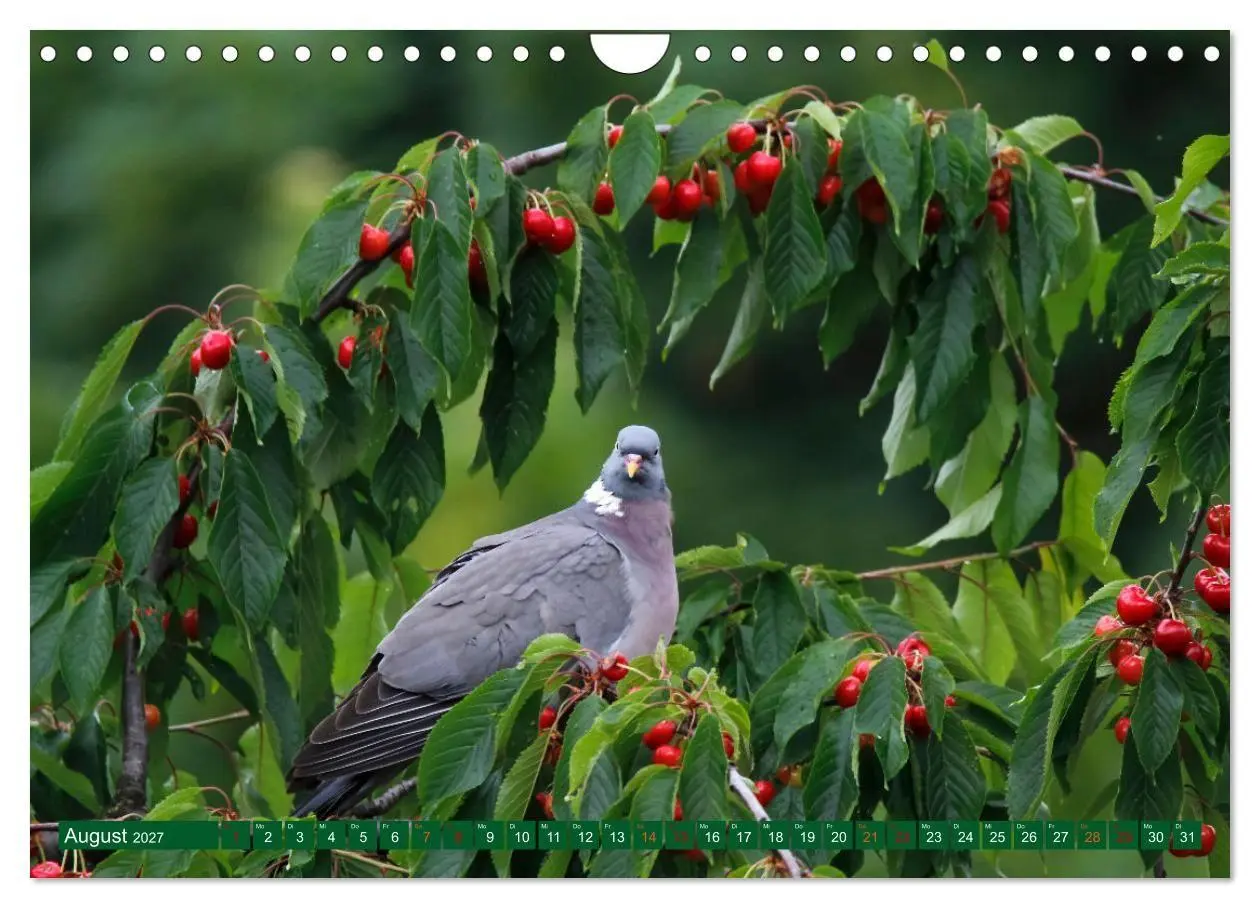 Bild: 9783569519879 | Ringeltauben (Wandkalender 2027 DIN A4 quer), CALVENDO Monatskalender