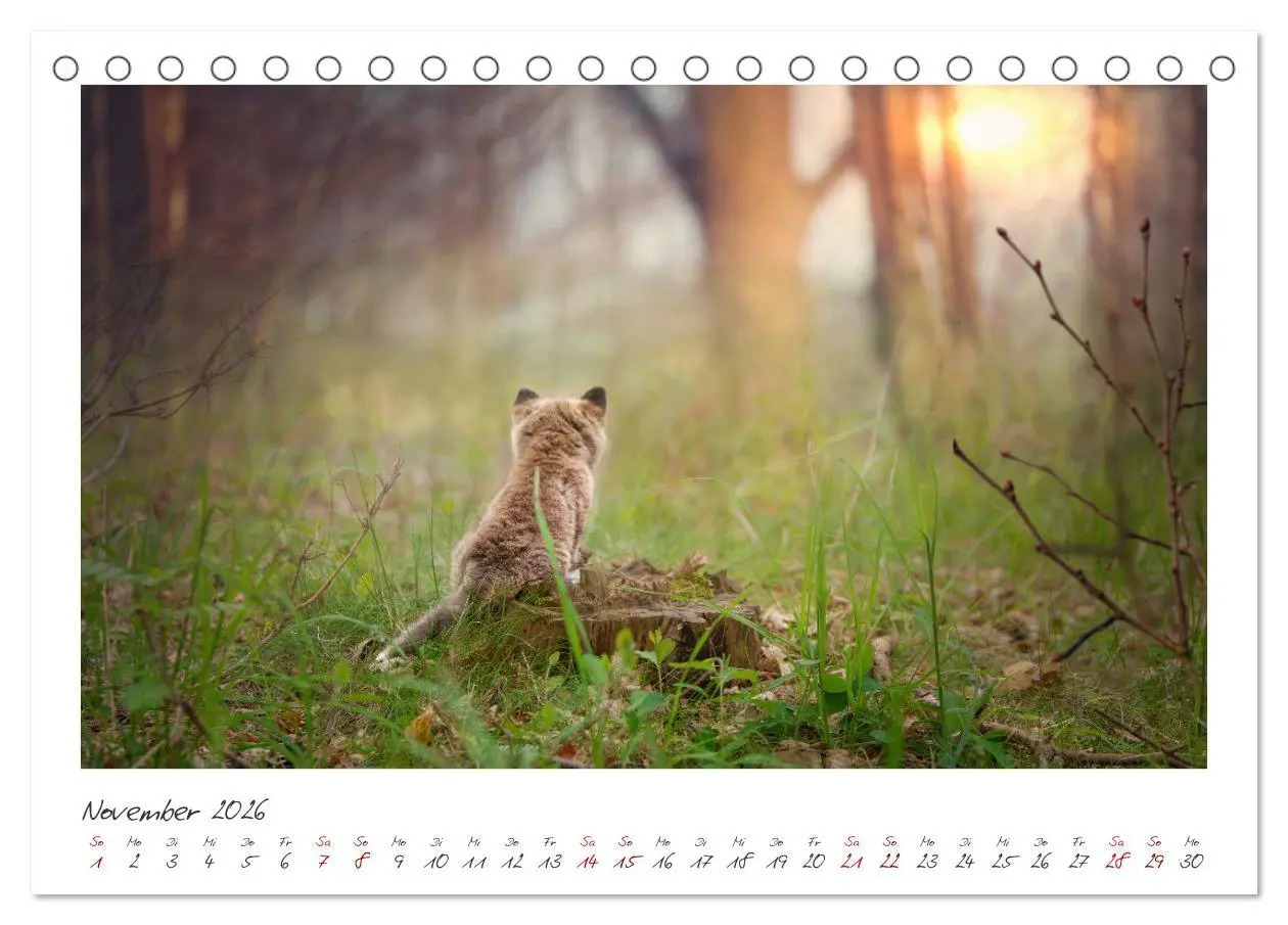Bild: 9783457499979 | Füchse - zauberhafte Seelen (Tischkalender 2026 DIN A5 quer),...