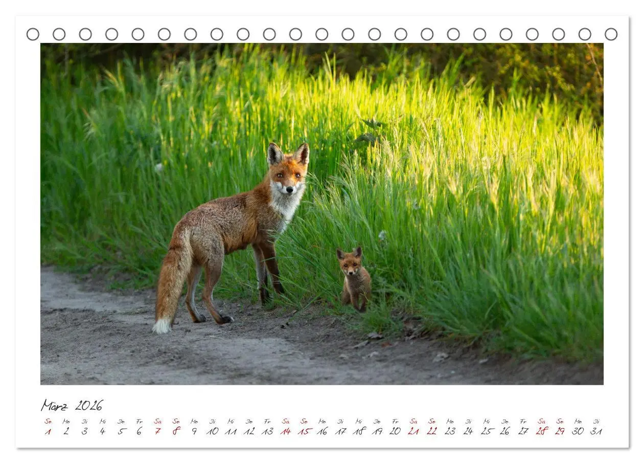 Bild: 9783457499979 | Füchse - zauberhafte Seelen (Tischkalender 2026 DIN A5 quer),...