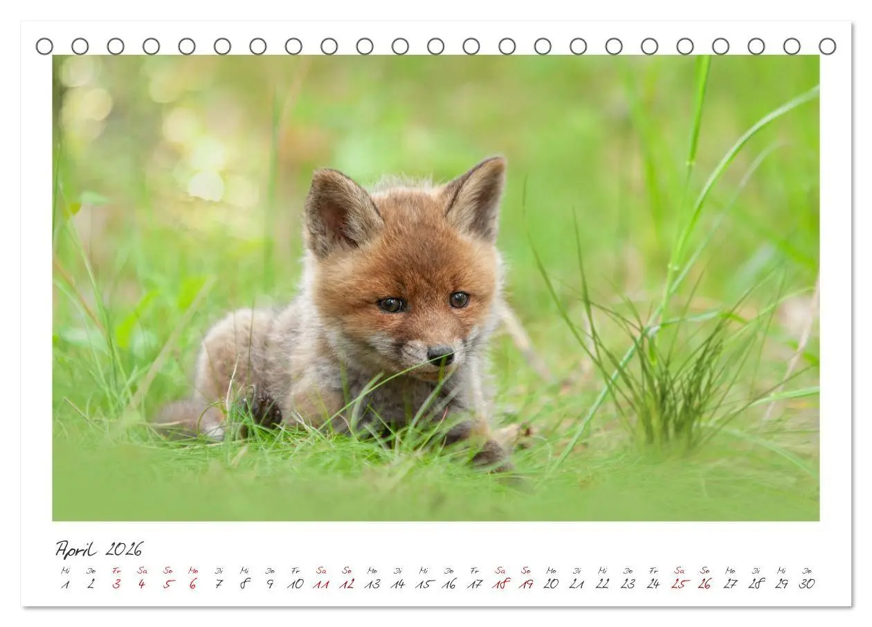 Bild: 9783457499979 | Füchse - zauberhafte Seelen (Tischkalender 2026 DIN A5 quer),...