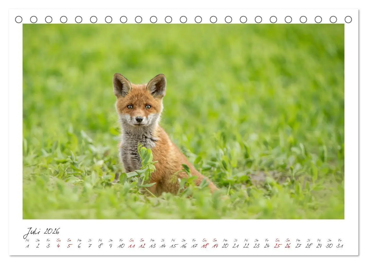 Bild: 9783457499979 | Füchse - zauberhafte Seelen (Tischkalender 2026 DIN A5 quer),...