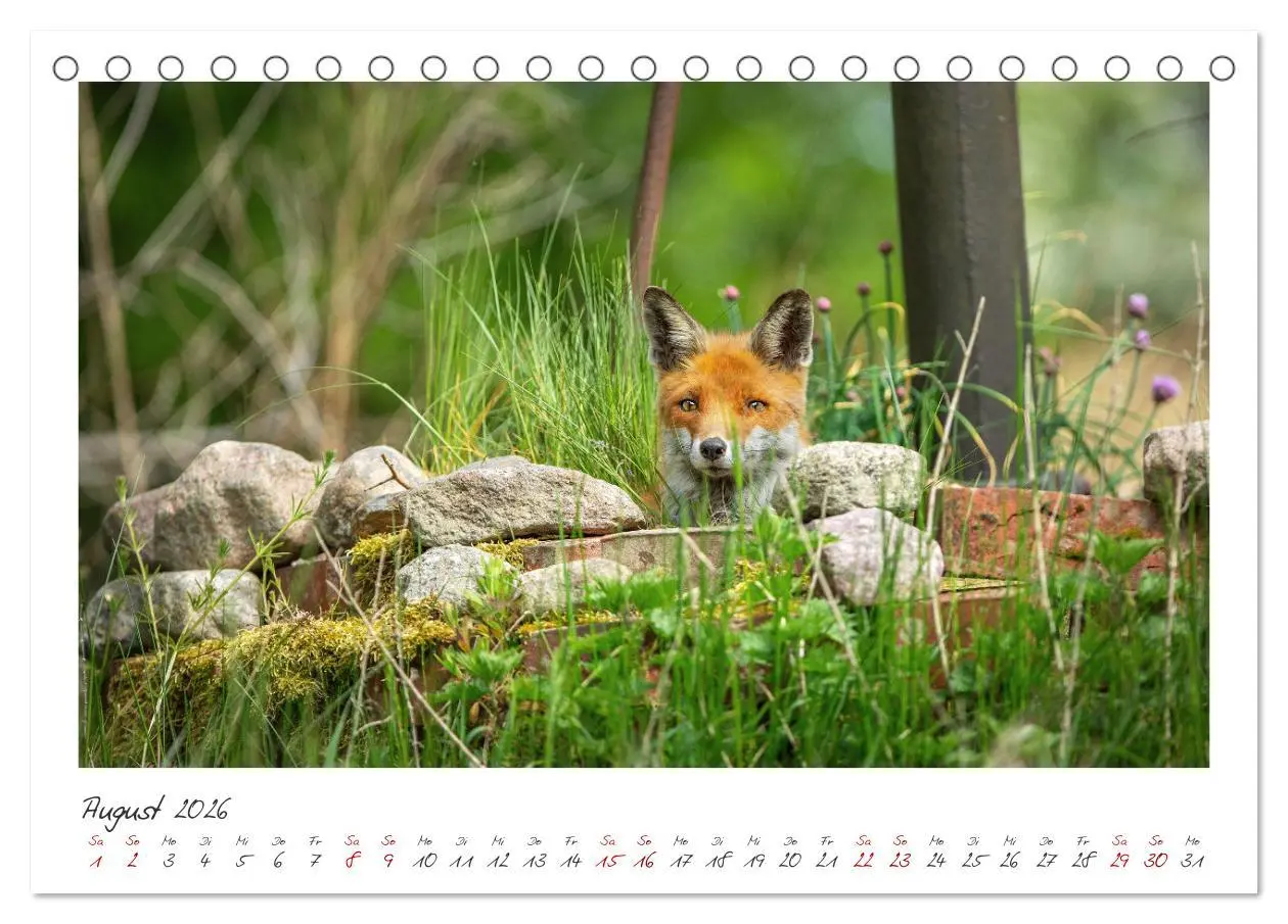 Bild: 9783457499979 | Füchse - zauberhafte Seelen (Tischkalender 2026 DIN A5 quer),...
