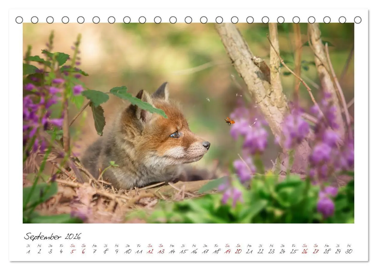 Bild: 9783457499979 | Füchse - zauberhafte Seelen (Tischkalender 2026 DIN A5 quer),...
