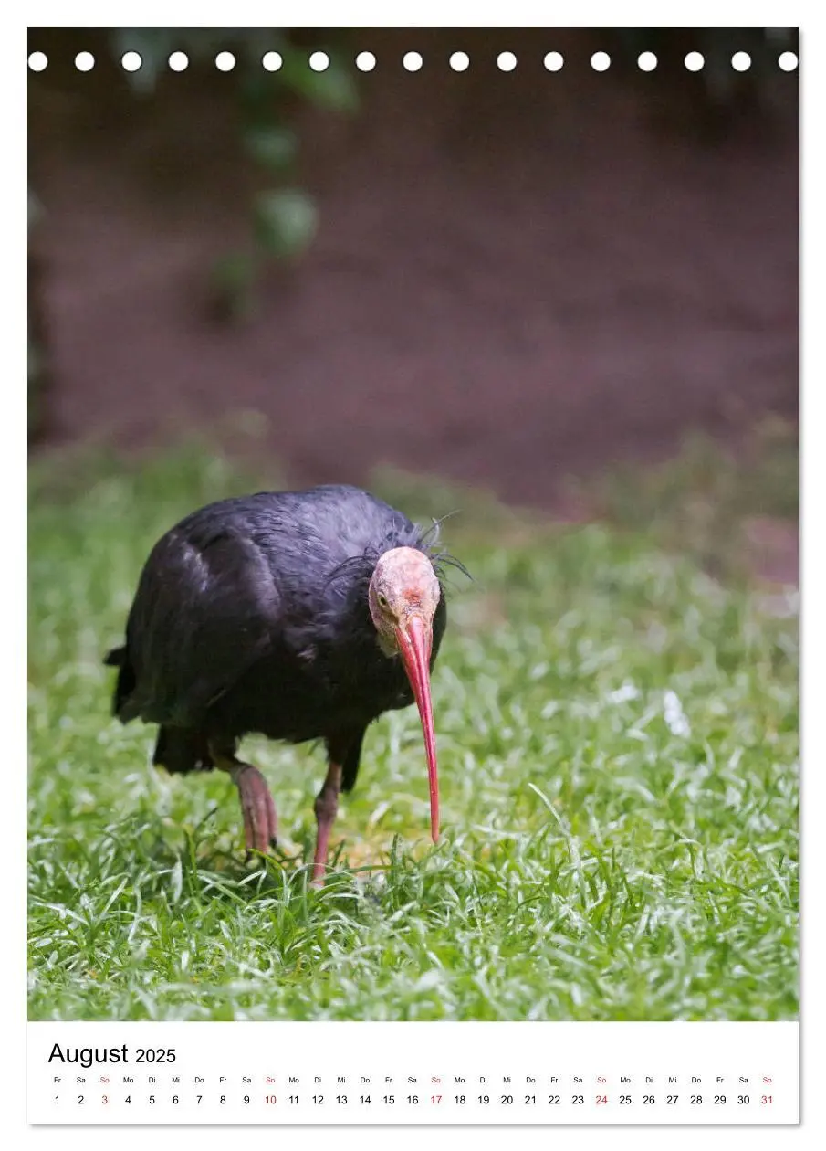 Bild: 9783435930180 | Der Waldrapp - Der etwas andere Vogel (Tischkalender 2025 DIN A5...
