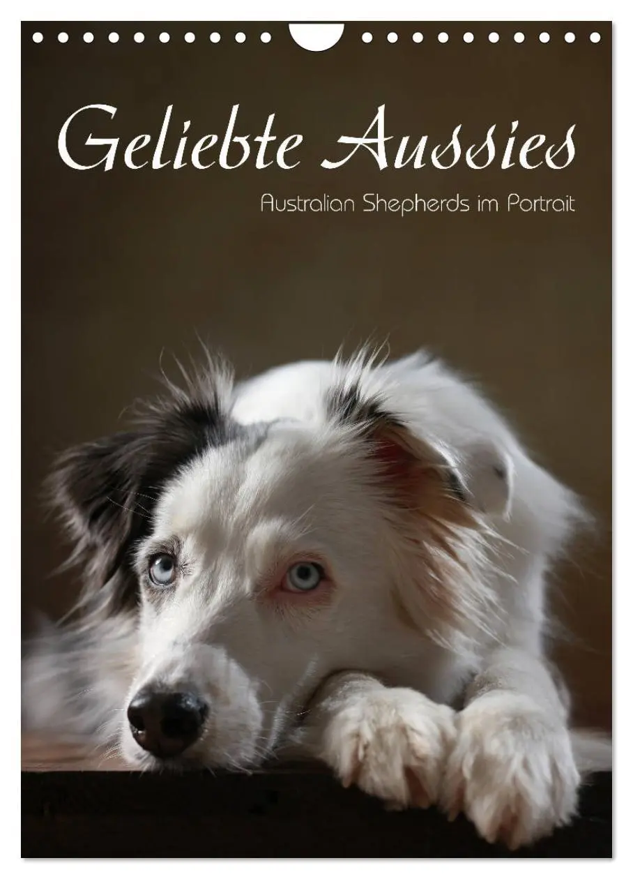 Cover: 9783516420180 | Geliebte Aussies - Australian Shepherds im Portrait (Wandkalender...