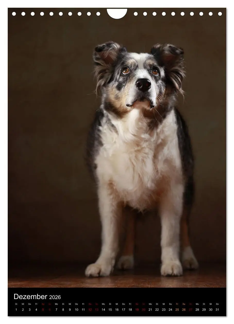 Bild: 9783516420180 | Geliebte Aussies - Australian Shepherds im Portrait (Wandkalender...