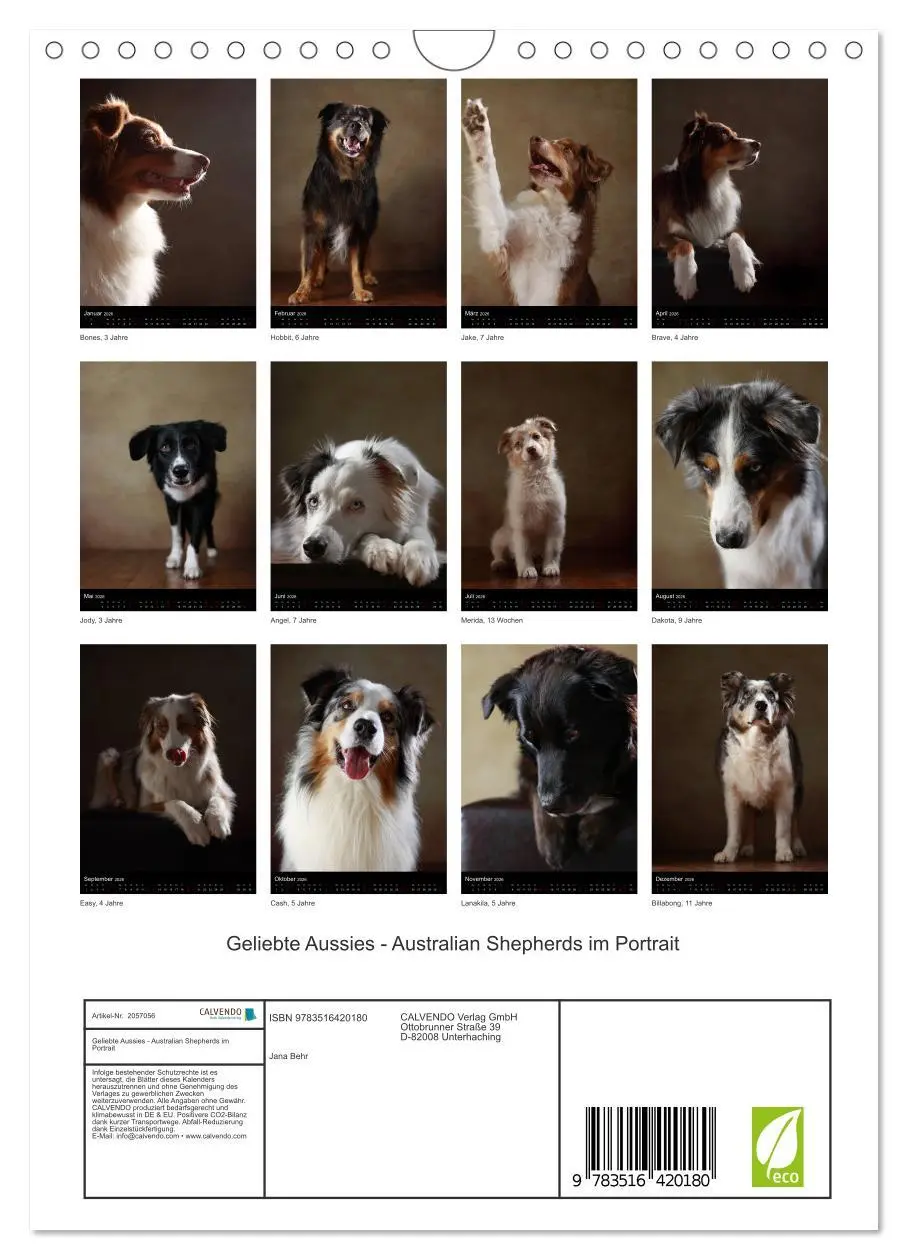 Bild: 9783516420180 | Geliebte Aussies - Australian Shepherds im Portrait (Wandkalender...