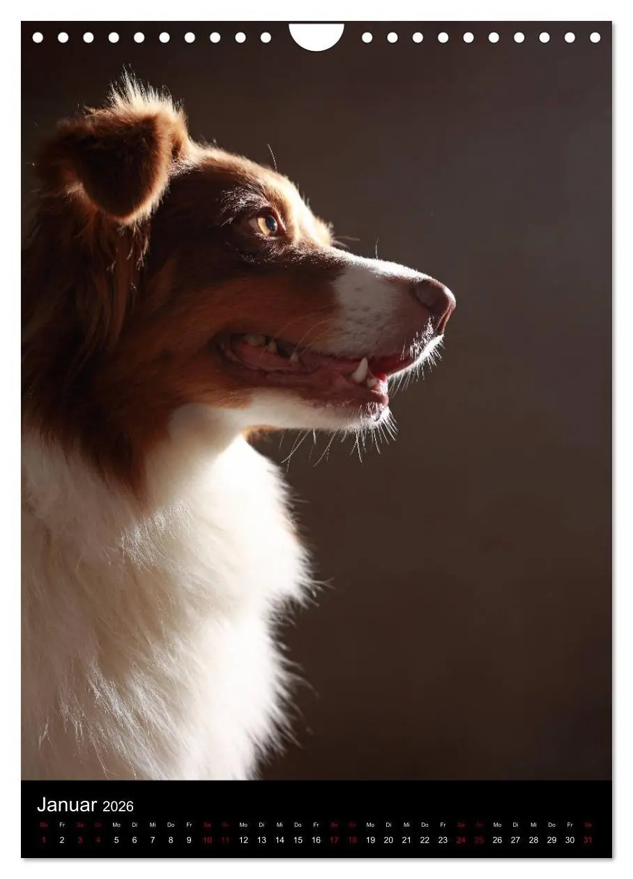 Bild: 9783516420180 | Geliebte Aussies - Australian Shepherds im Portrait (Wandkalender...
