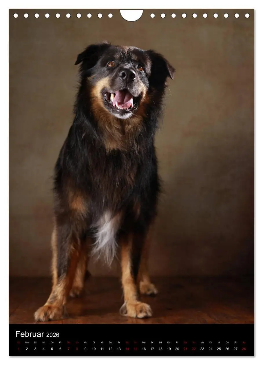 Bild: 9783516420180 | Geliebte Aussies - Australian Shepherds im Portrait (Wandkalender...