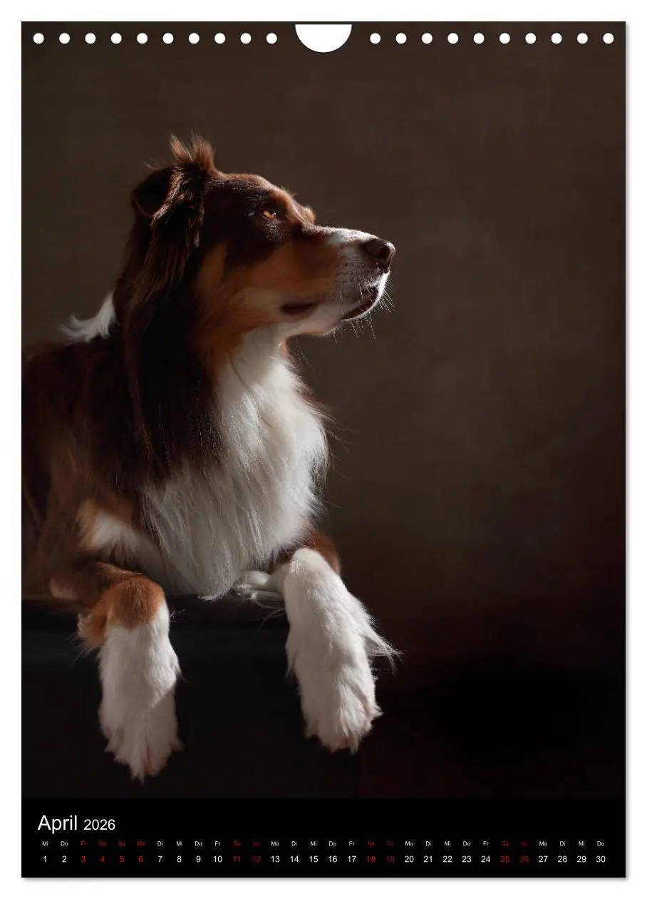 Bild: 9783516420180 | Geliebte Aussies - Australian Shepherds im Portrait (Wandkalender...
