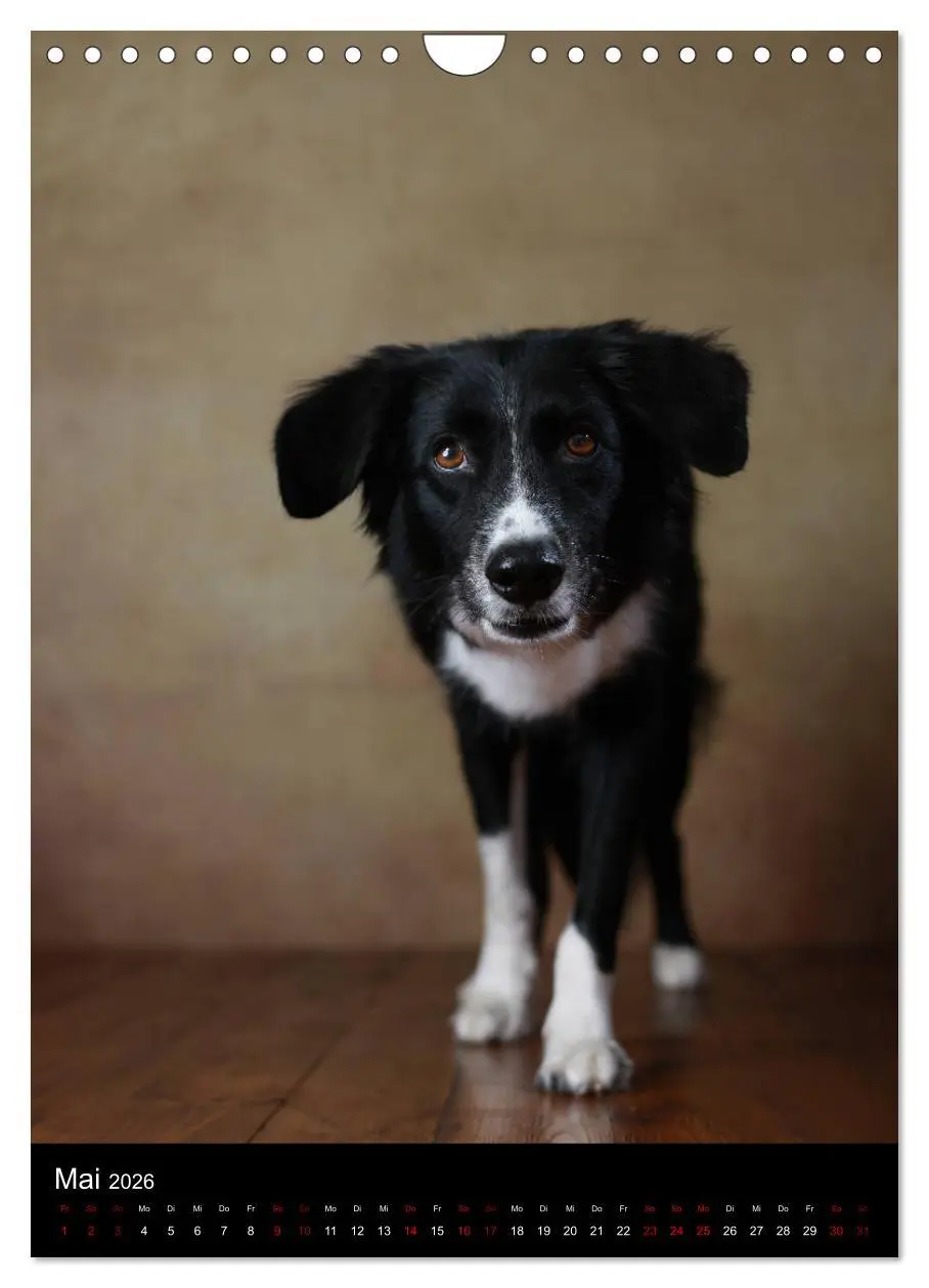 Bild: 9783516420180 | Geliebte Aussies - Australian Shepherds im Portrait (Wandkalender...