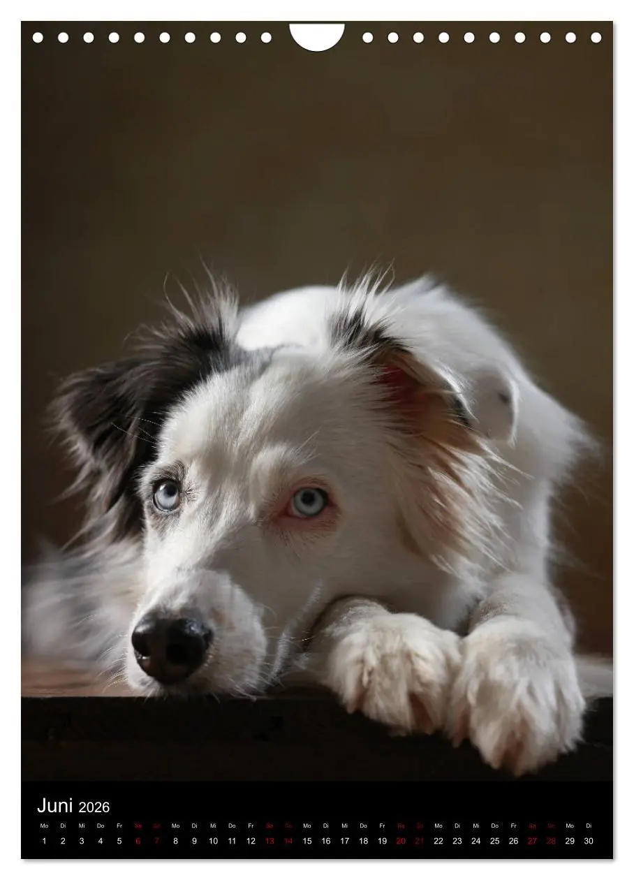 Bild: 9783516420180 | Geliebte Aussies - Australian Shepherds im Portrait (Wandkalender...