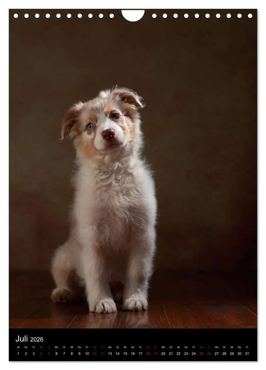 Bild: 9783516420180 | Geliebte Aussies - Australian Shepherds im Portrait (Wandkalender...