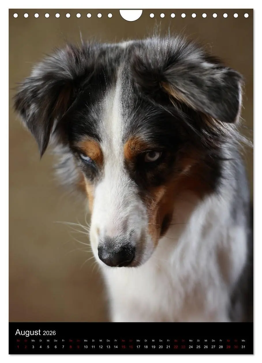 Bild: 9783516420180 | Geliebte Aussies - Australian Shepherds im Portrait (Wandkalender...