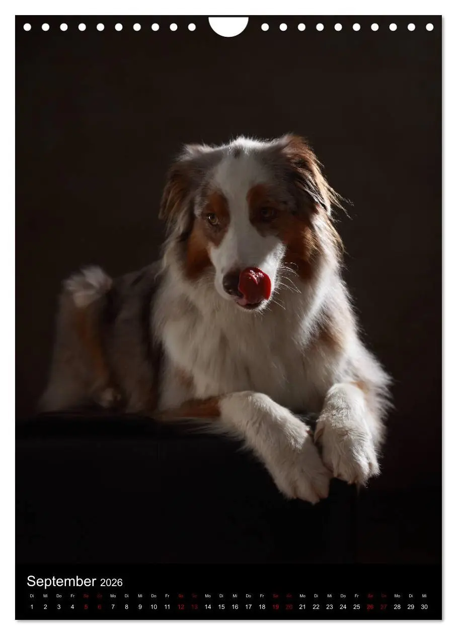 Bild: 9783516420180 | Geliebte Aussies - Australian Shepherds im Portrait (Wandkalender...
