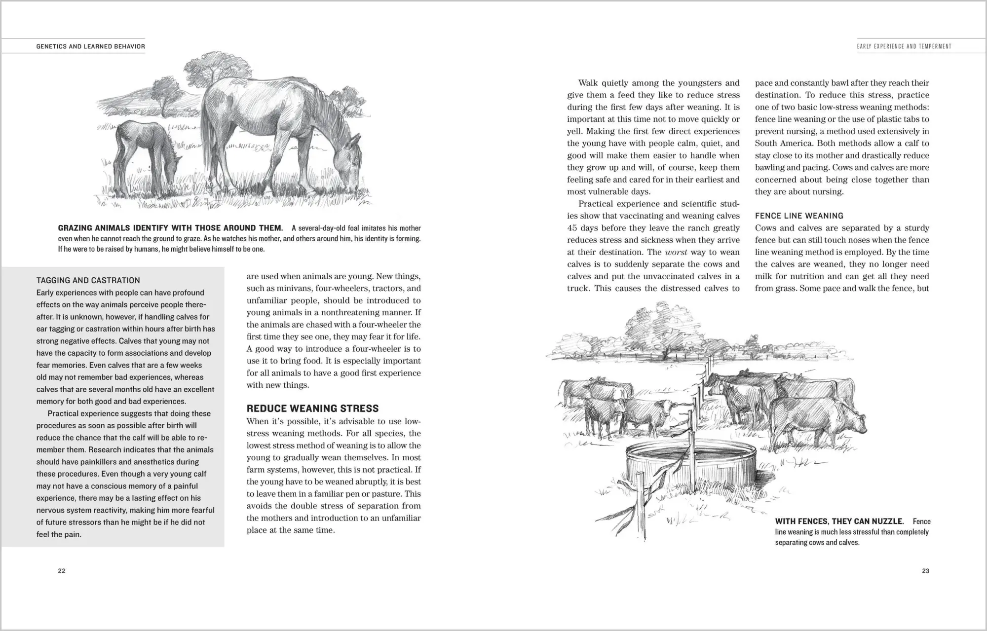 Bild: 9781603420280 | Humane Livestock Handling | Temple Grandin | Taschenbuch | Englisch