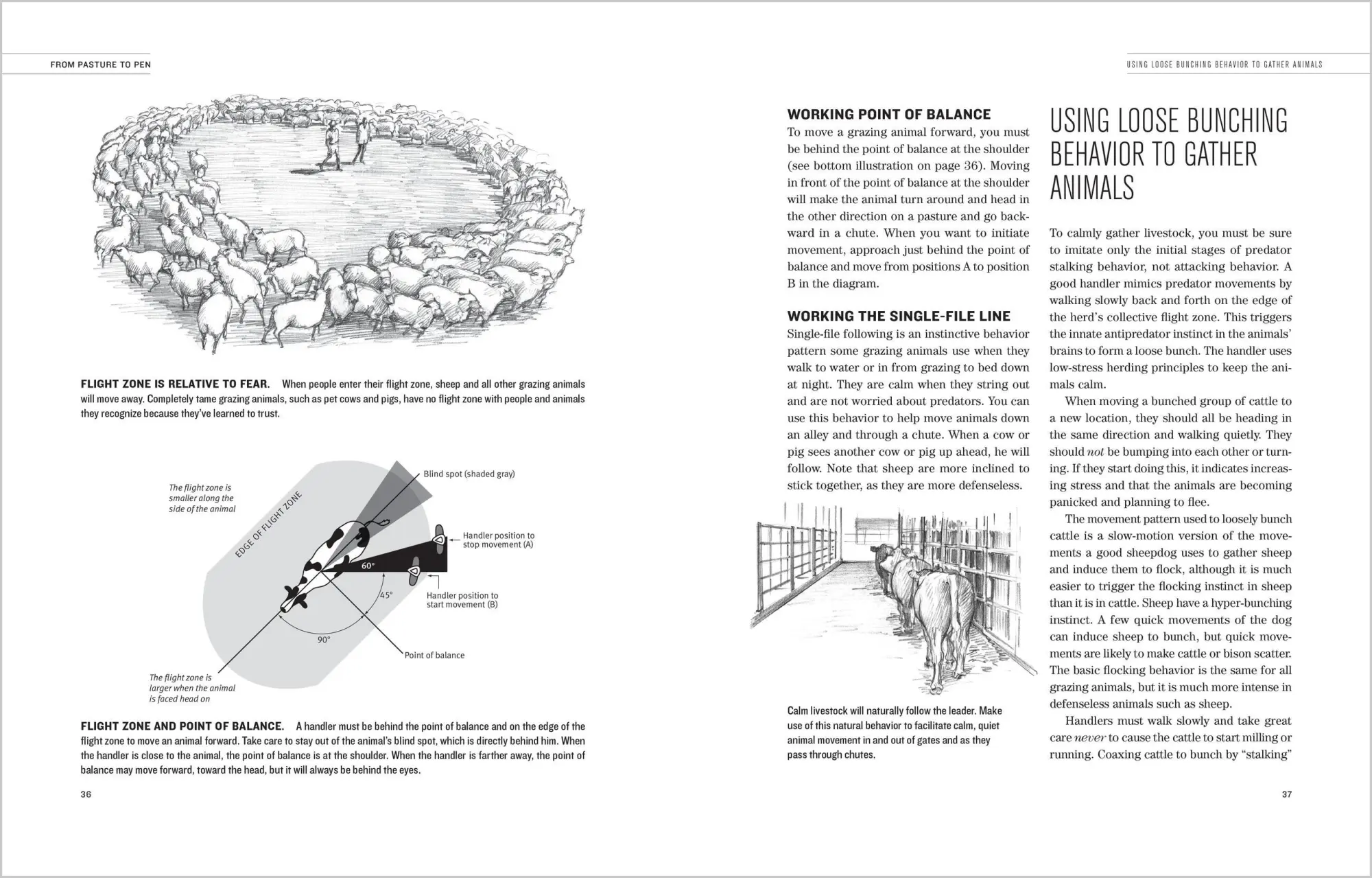 Bild: 9781603420280 | Humane Livestock Handling | Temple Grandin | Taschenbuch | Englisch