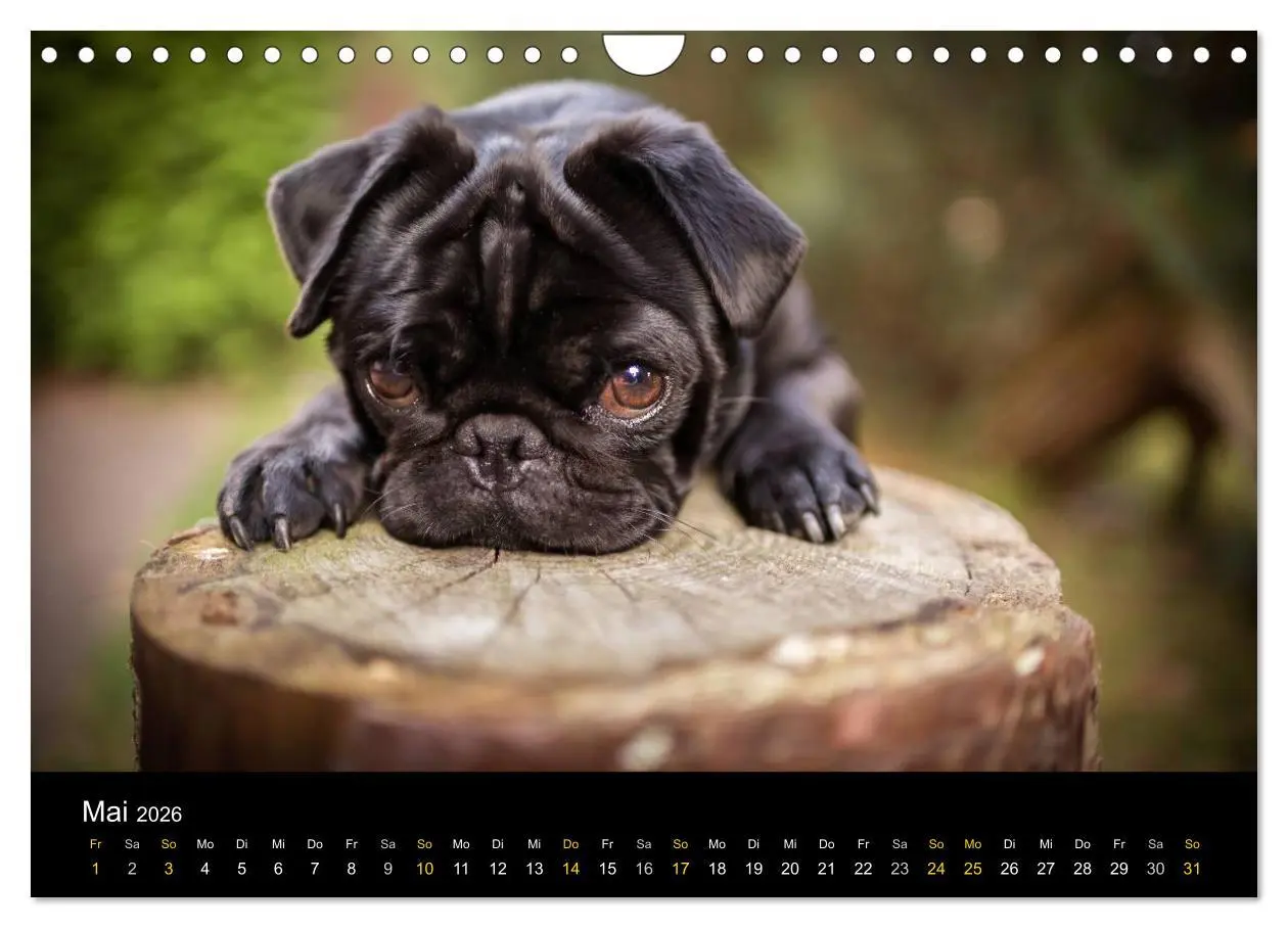 Bild: 9783516030280 | Diesel, der schwarze Mops (Wandkalender 2026 DIN A4 quer), CALVENDO...