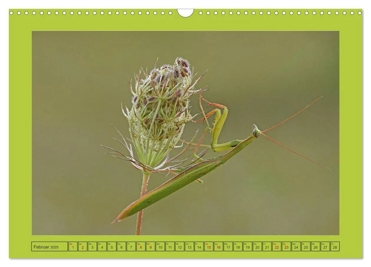 Bild: 9783435150380 | Die Gottesanbeterin Mantis Religiosa (Wandkalender 2025 DIN A3...