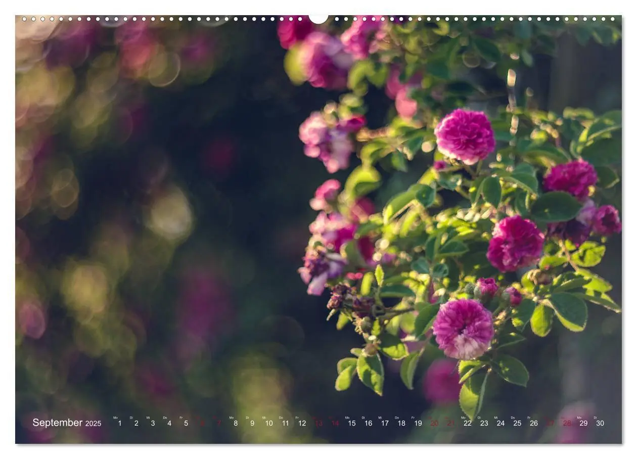 Bild: 9783435390380 | Die Welt der Alten Rosen (Wandkalender 2025 DIN A2 quer), CALVENDO...