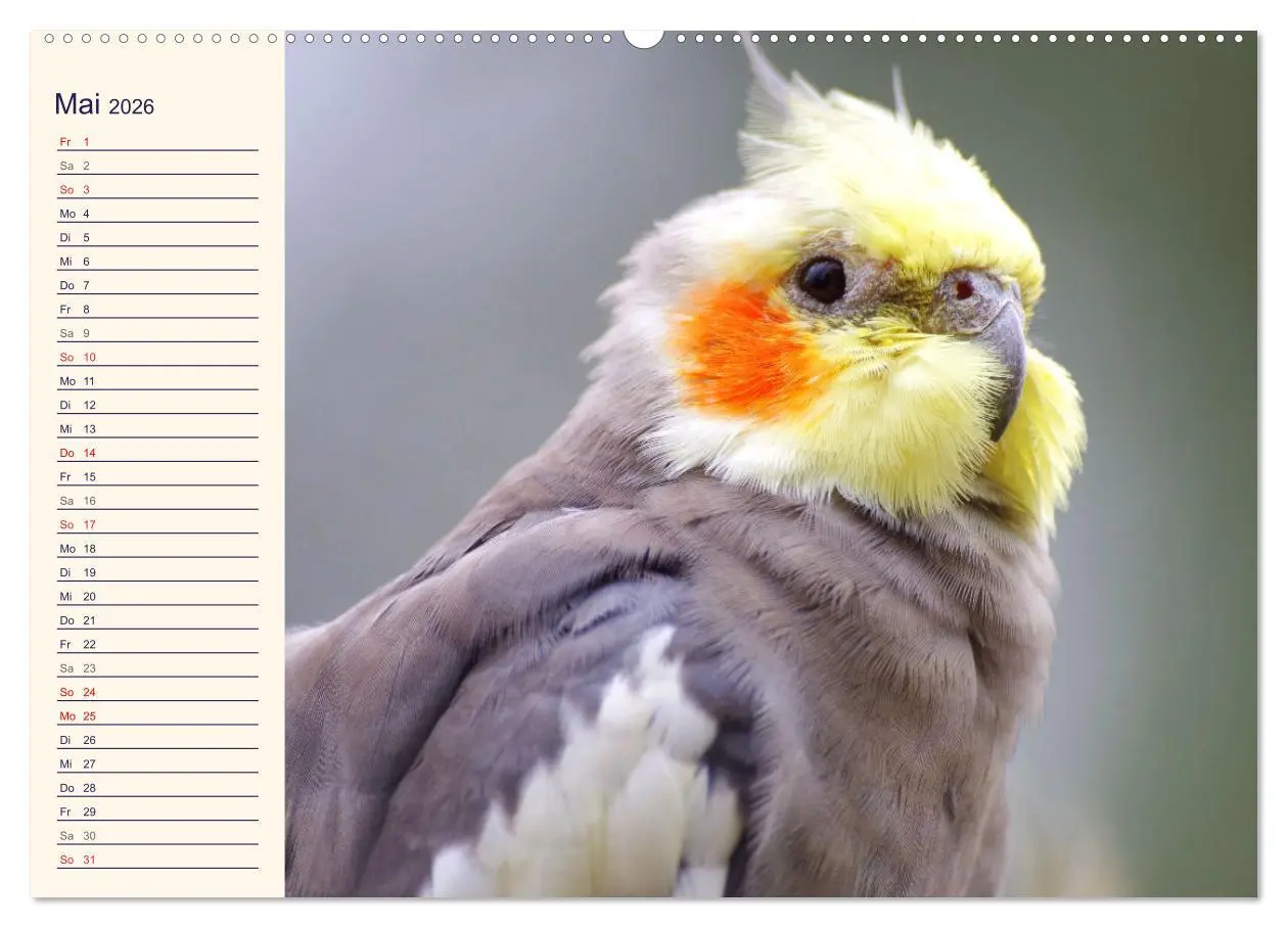 Bild: 9783457620380 | Bezaubernde Schreihälse. Wellen- und Nymphensittiche (Wandkalender...