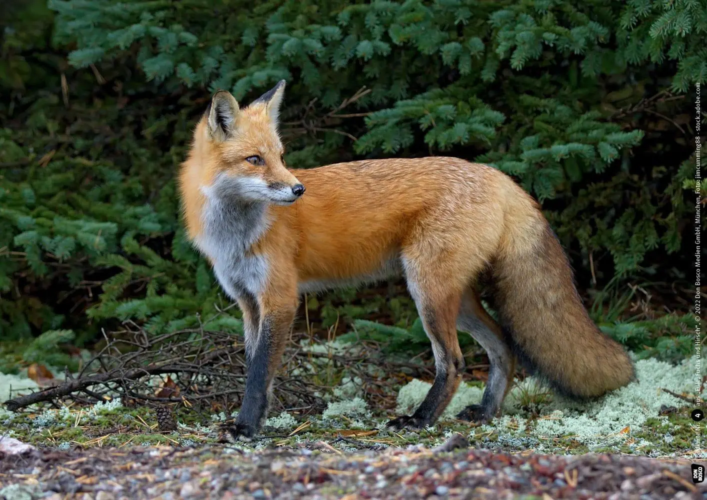 Bild: 4260694920480 | Eule, Fuchs und Hirsch. Tiere im Wald | Monika Lehner | Box | 11 S.