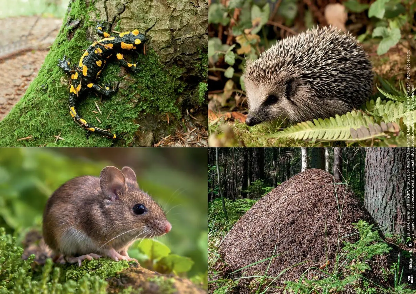 Bild: 4260694920480 | Eule, Fuchs und Hirsch. Tiere im Wald | Monika Lehner | Box | 11 S.