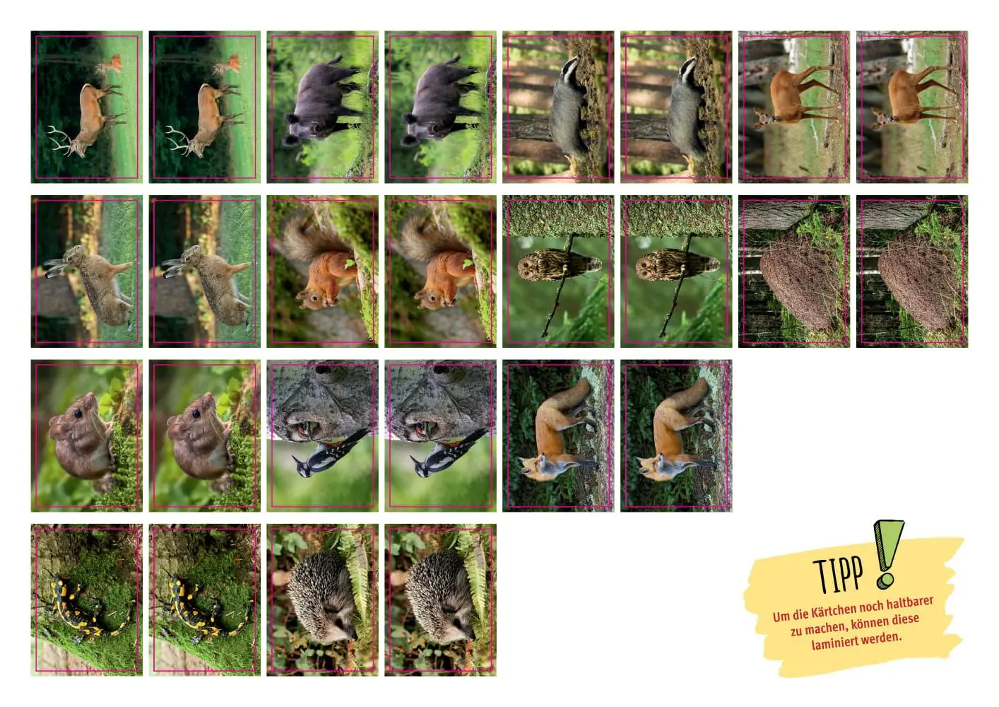 Bild: 4260694920480 | Eule, Fuchs und Hirsch. Tiere im Wald | Monika Lehner | Box | 11 S.