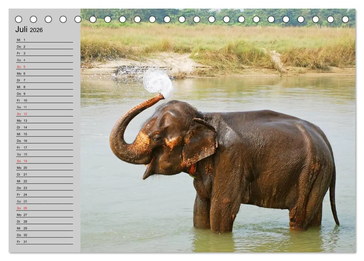 Bild: 9783516010480 | Elefanten. Spaß am Wasser (Tischkalender 2026 DIN A5 quer),...
